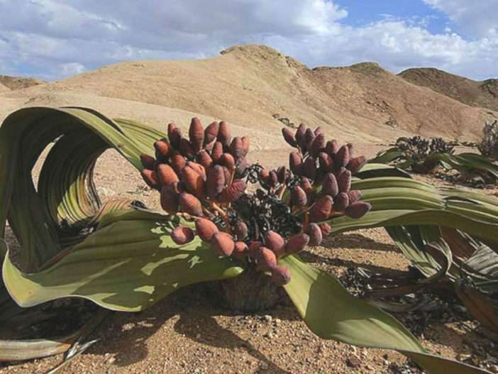 Welwitschia mirabili