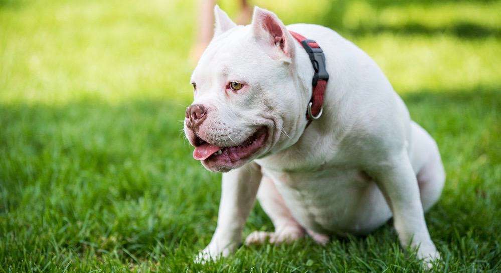 White American Bully (SLC45A2 or OCA2 mutations or E Locus)