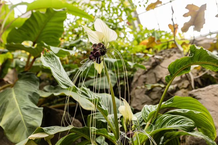 White Bat Flower