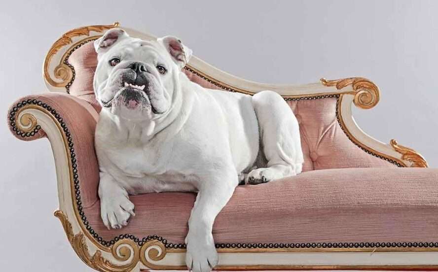 White English Bulldog (MITF Gene)