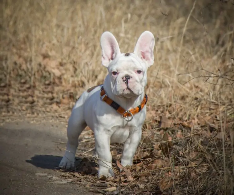 White French Bulldog (E, Extension locus)