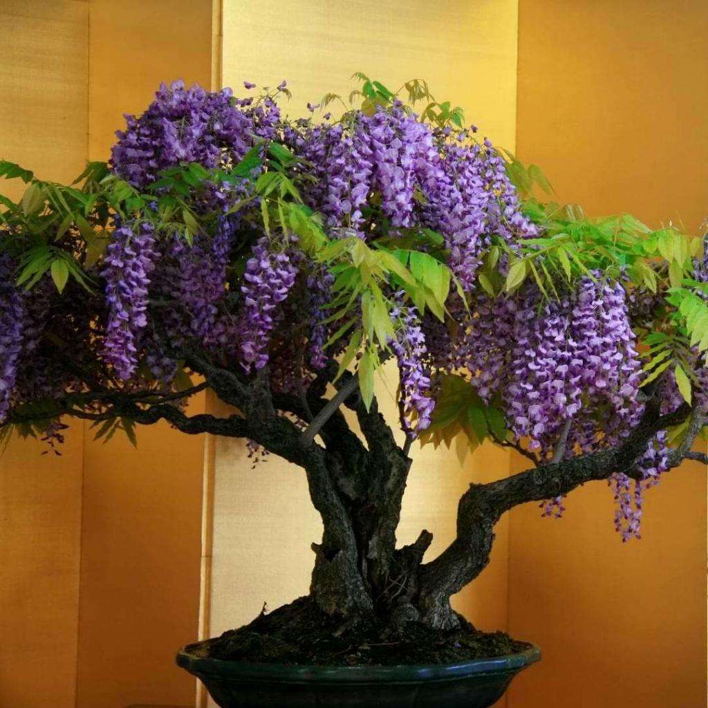 Wisteria Bonsai
