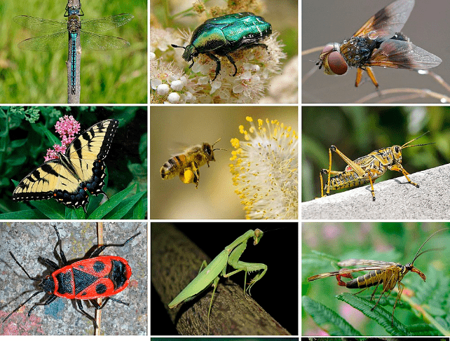 Bug Services