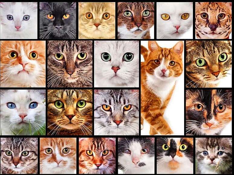 Cat Services