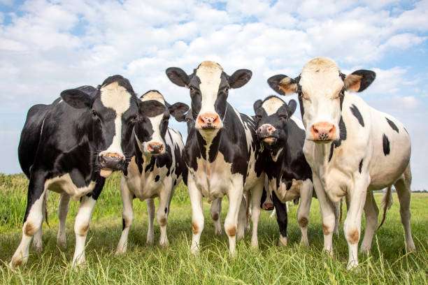 Cattle Services
