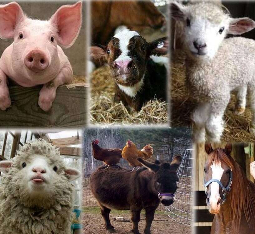 Farm Services