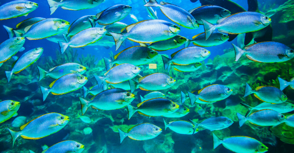 Fish Services