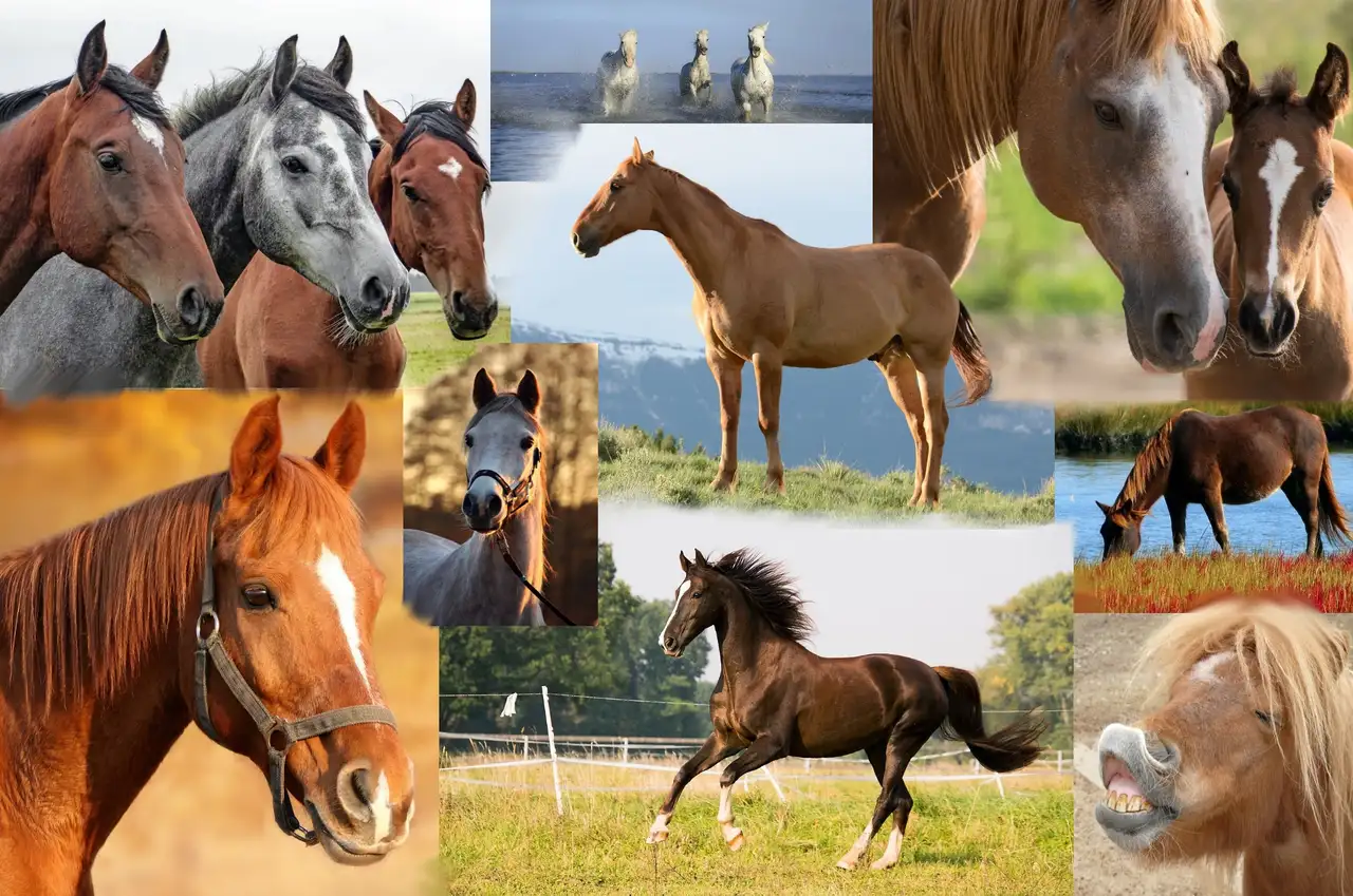 Horse Services