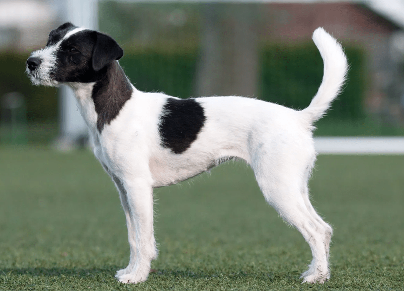 Jack Russell Terrier