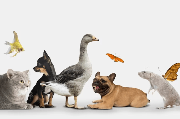 Pet Services
