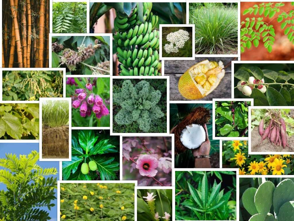 Plant Services