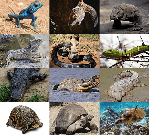 Reptile Services