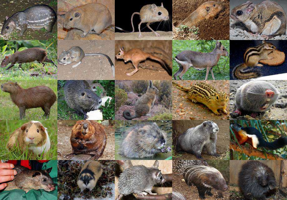 Rodent Services