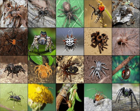 Spider Services