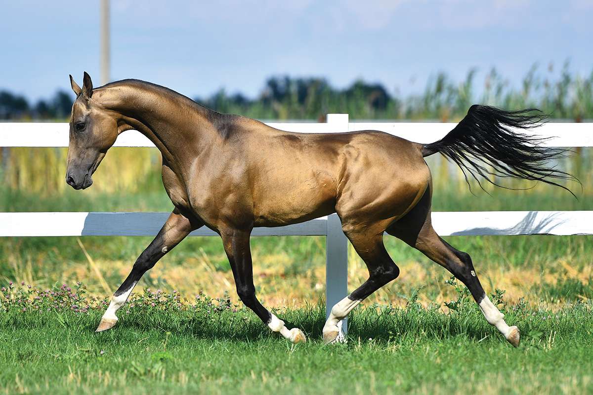 Akhal-Teke