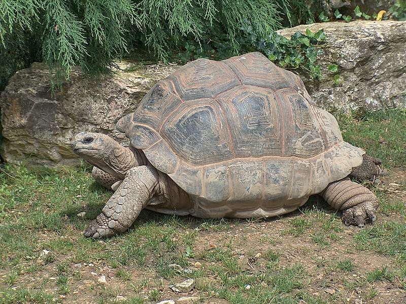 Aldabra Tortoise