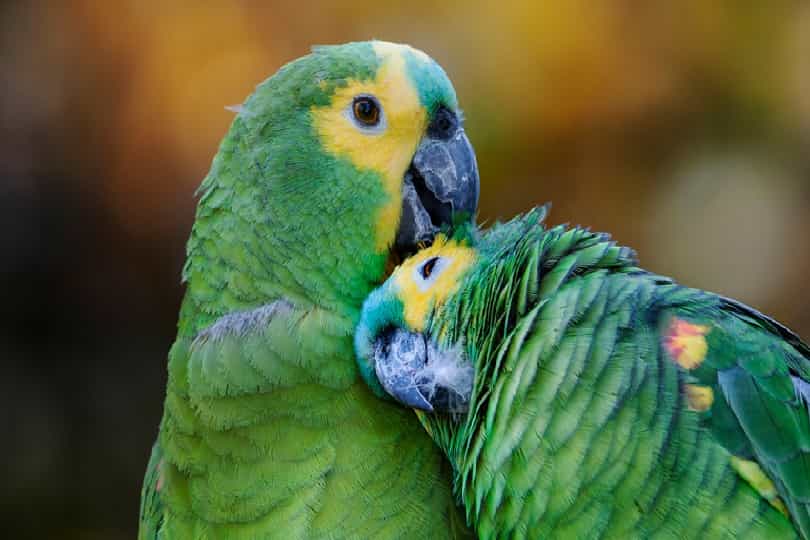 Birds