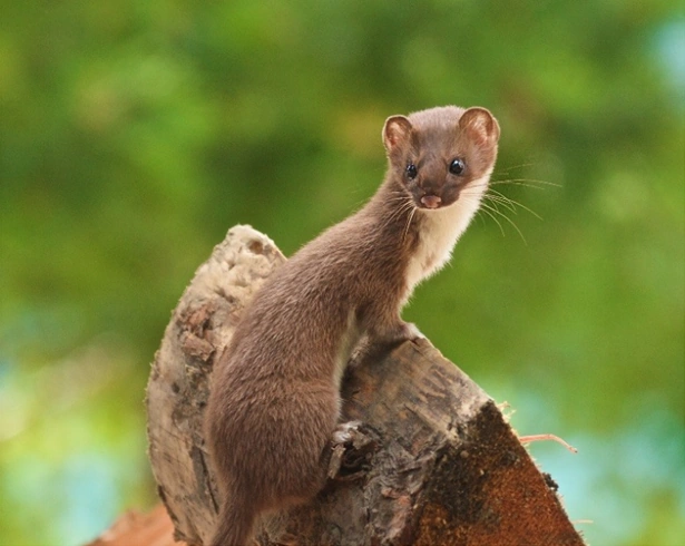 Amazon Weasel
