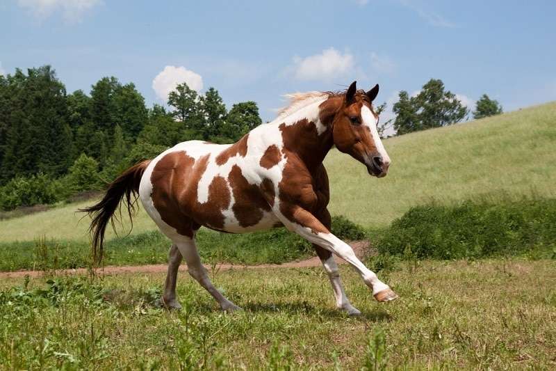 American Paint