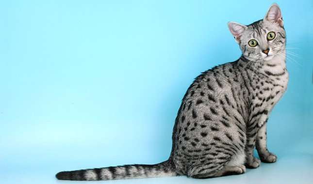Arabian Mau