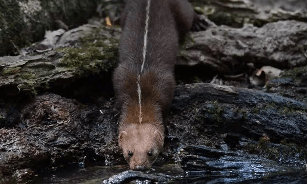Back-Striped Weasel