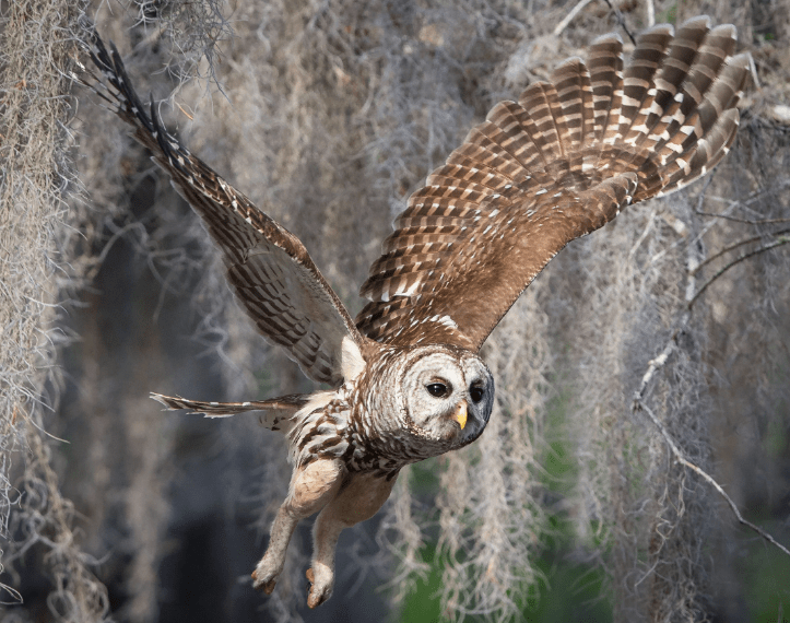 Barred Owl