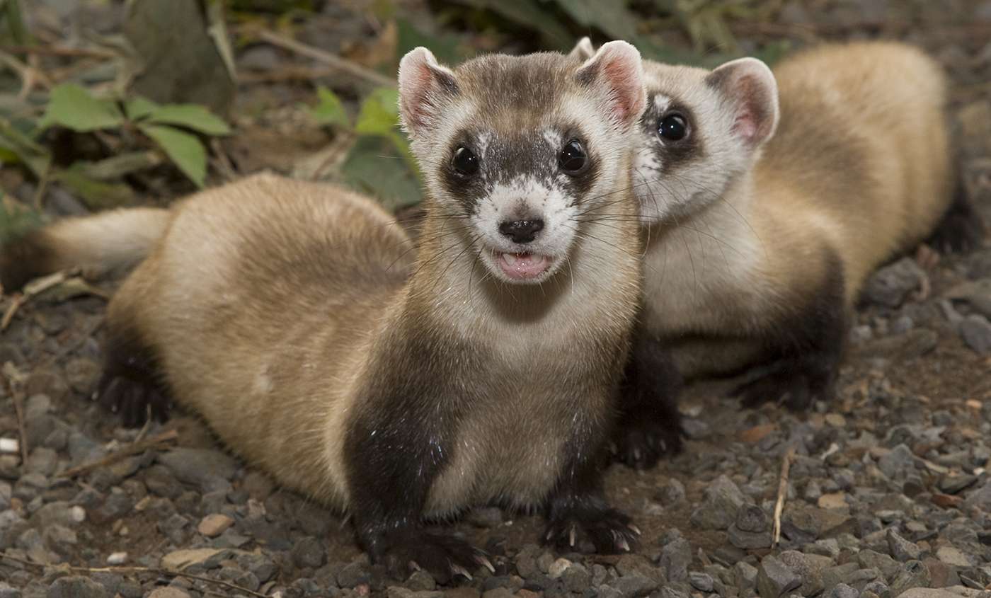 Black-Footed Ferret