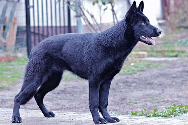 Blue Bay Shepherd