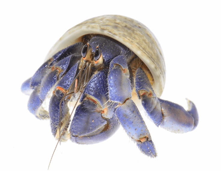 Blueberry Hermit Crab
