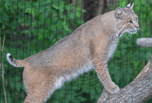 Bobcat
