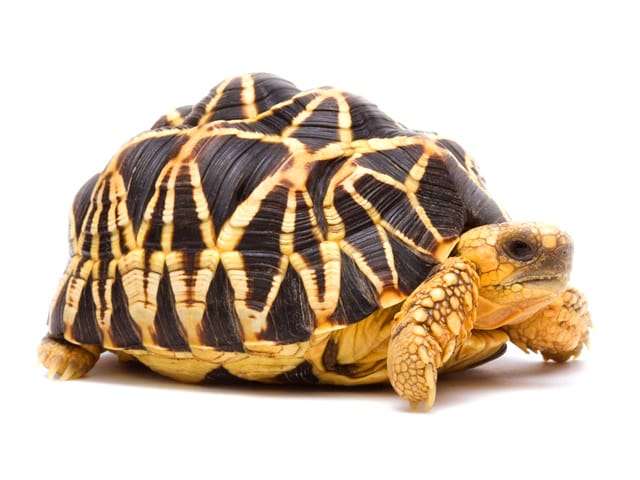 Burmese Star Tortoise