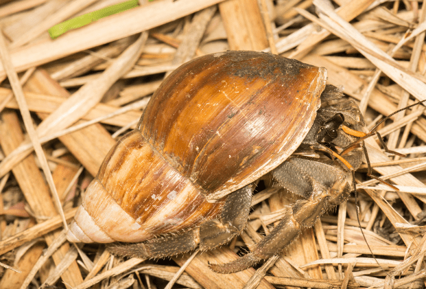 Cavipes Hermit Crab
