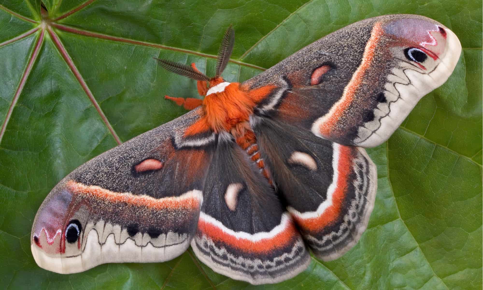 Cecropia Moth