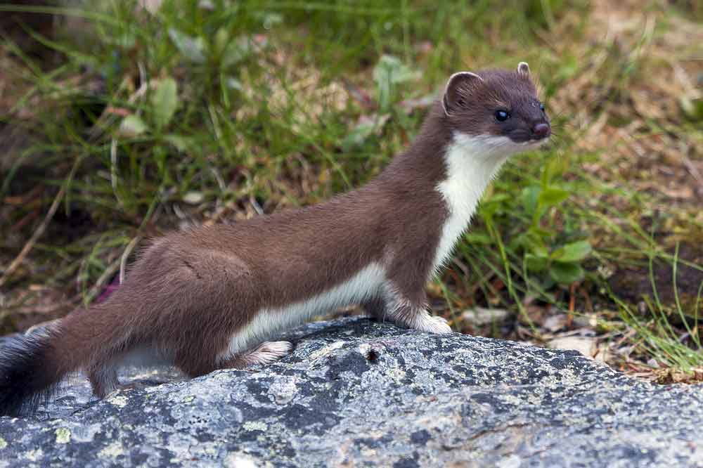 Colombian Weasel