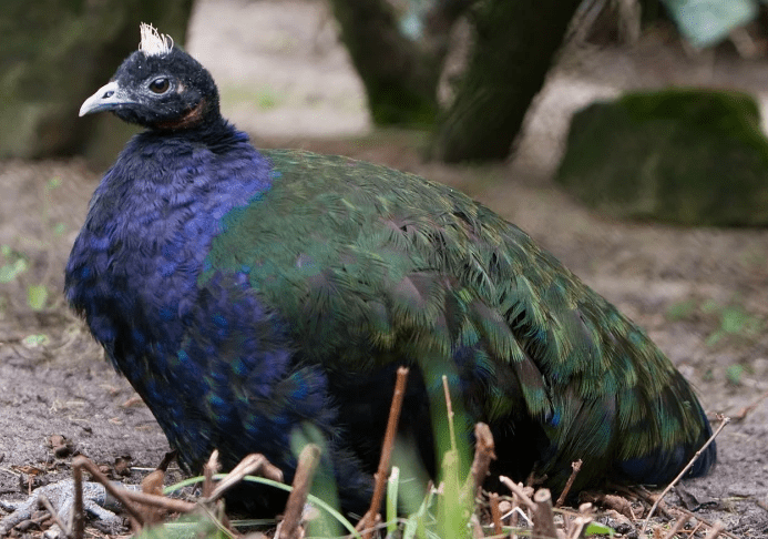 Congo Peacock
