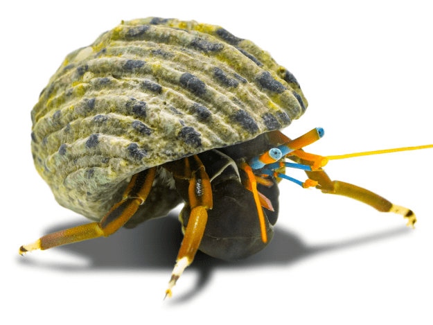 Dwarf Hermit Crab