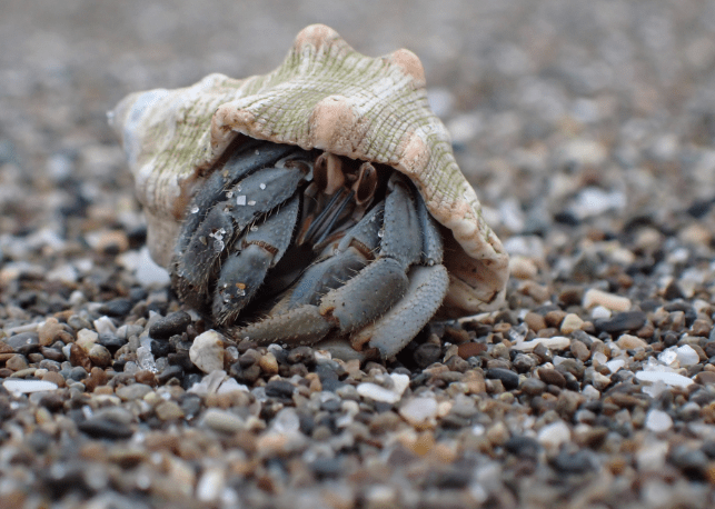 Ecuadorian Hermit Crab