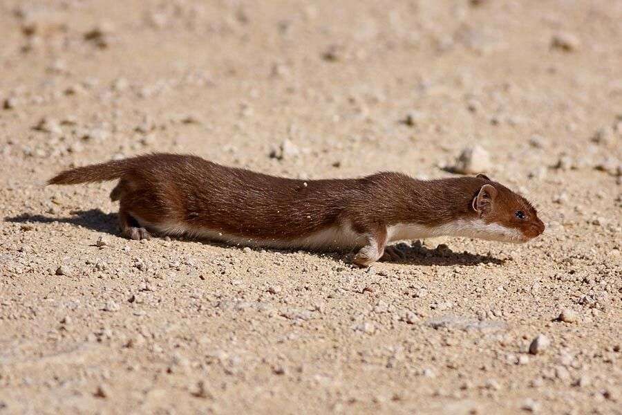 Egyptian Weasel
