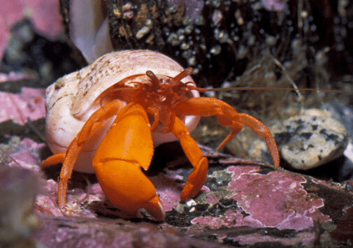 Electric Orange Hermit Crab