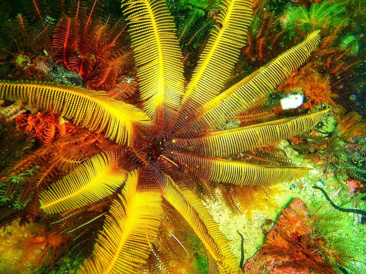 Elegant Feather Star