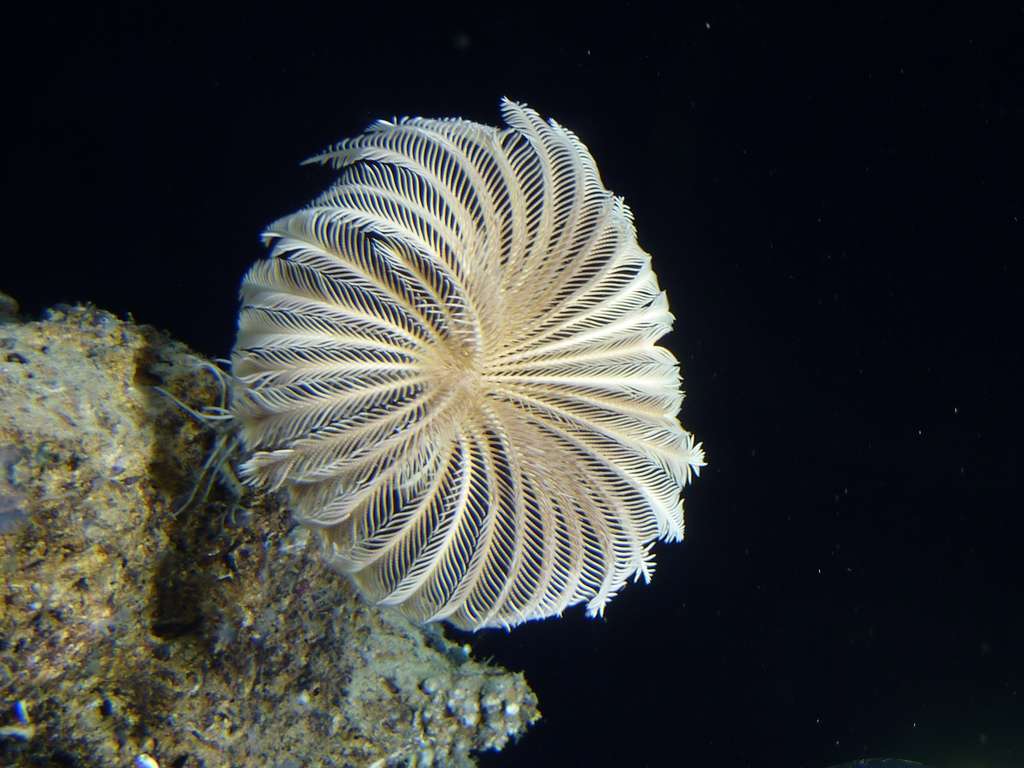 Endoxocrinus parrae