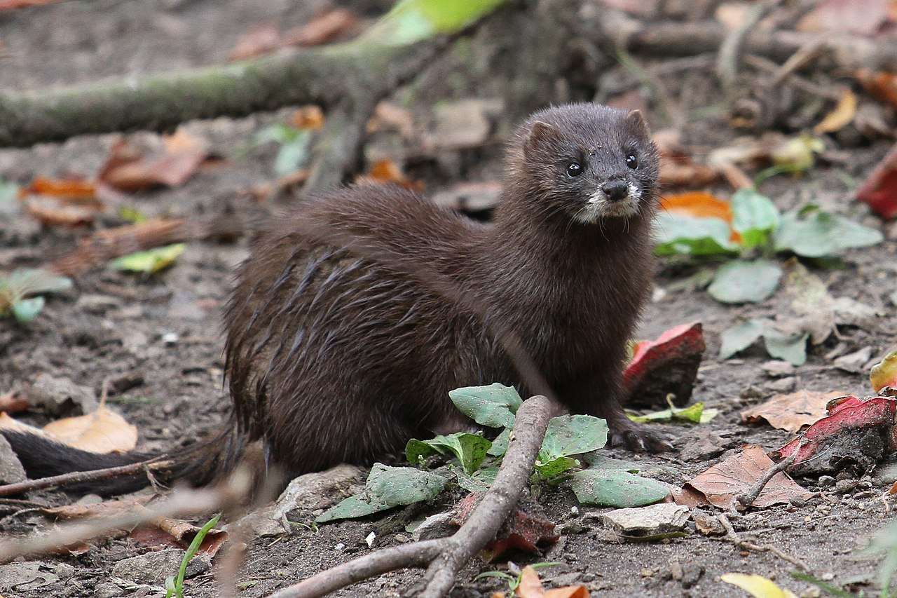 European Mink