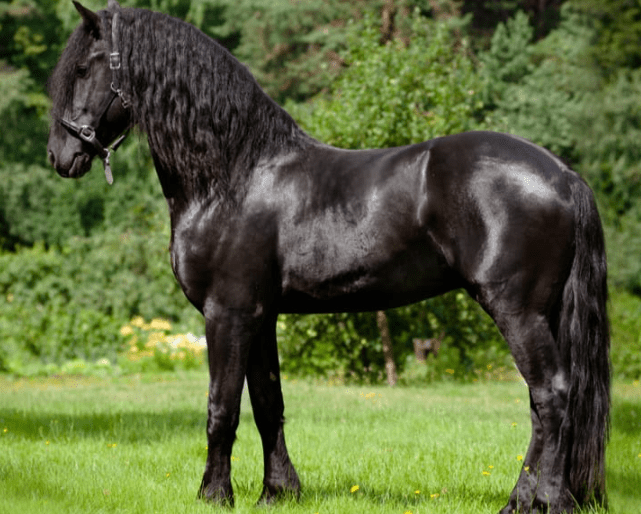 Friesian Horse
