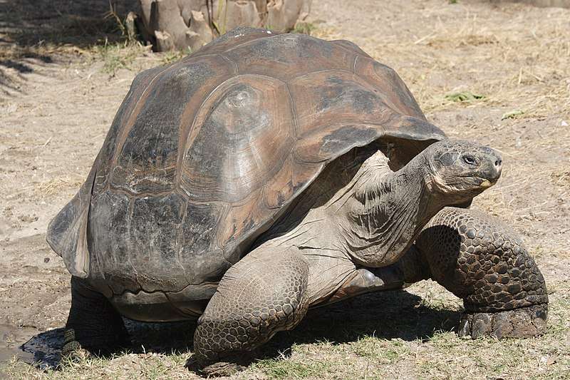 Tortoises