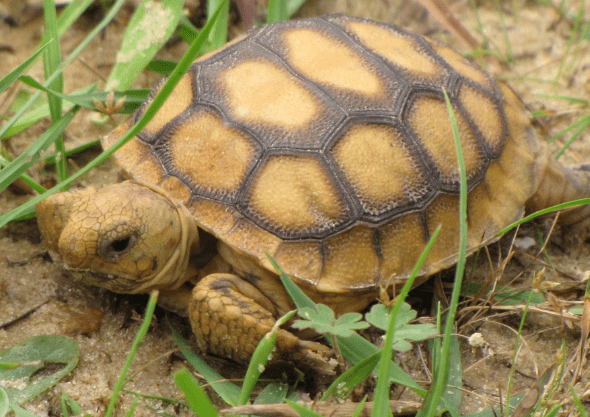 Gopher Tortoise