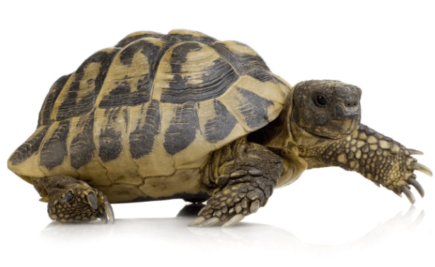 Greek Tortoise