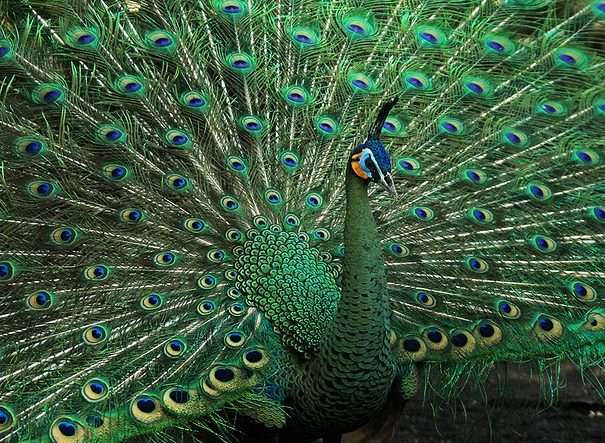 Green Peacock