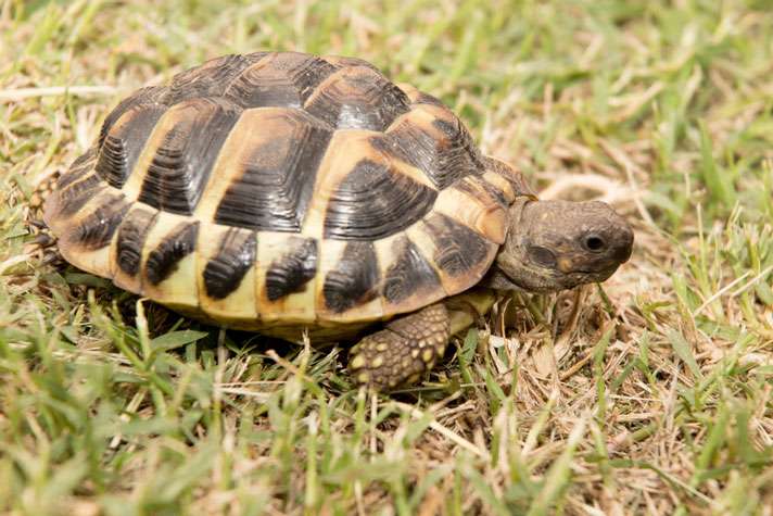 Hermann's Tortoise