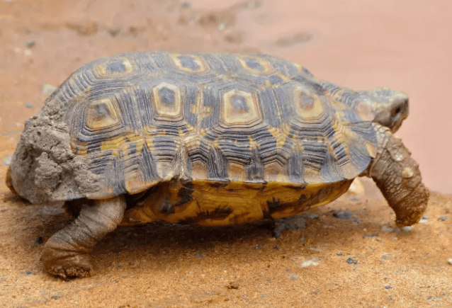 Hingeback Tortoise