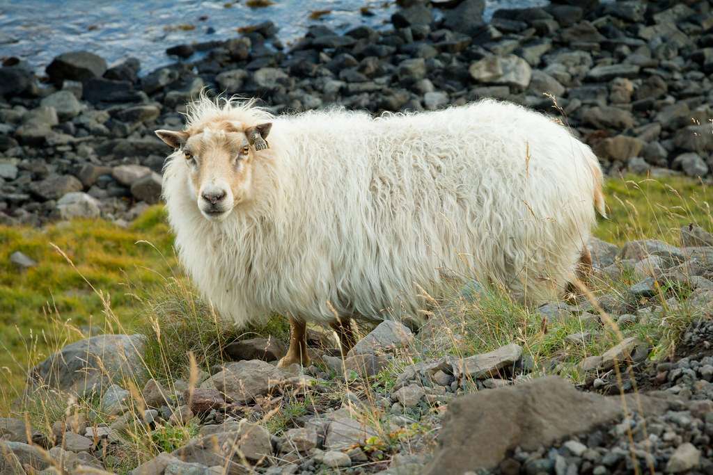 Sheeps
